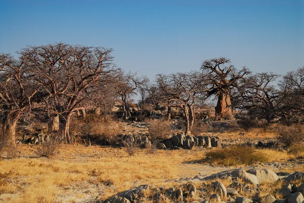 Baobab dans la savane du parc national d'Etosha — Photo