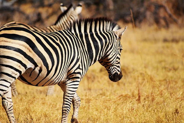 Zebry v Namibii Afrika — Stock fotografie