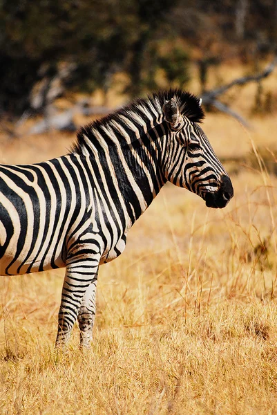 Zebras em Namíbia África — Fotografia de Stock