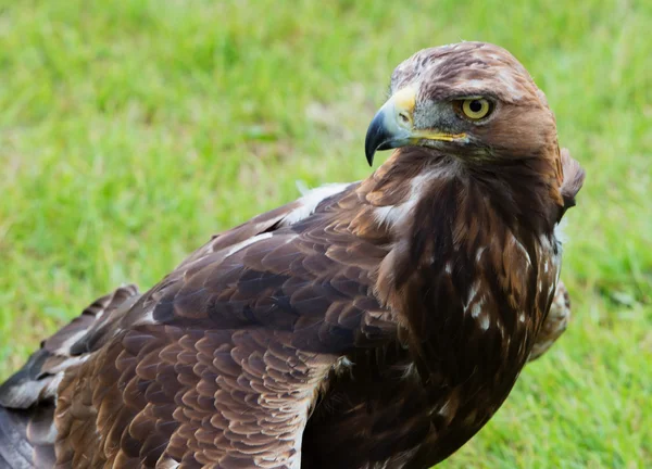 Close up portrait of a golden eagle — Stock Photo, Image