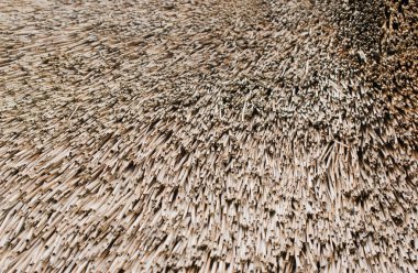 Reed thatch doku ve arka plan için beste