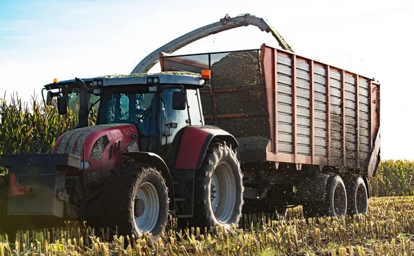 Födosöker vid skörd av majs ensilage i ordning — Stockfoto