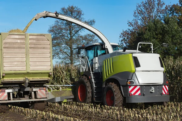 Mısır Silaj sırayla hasat, hayvan yemi için
