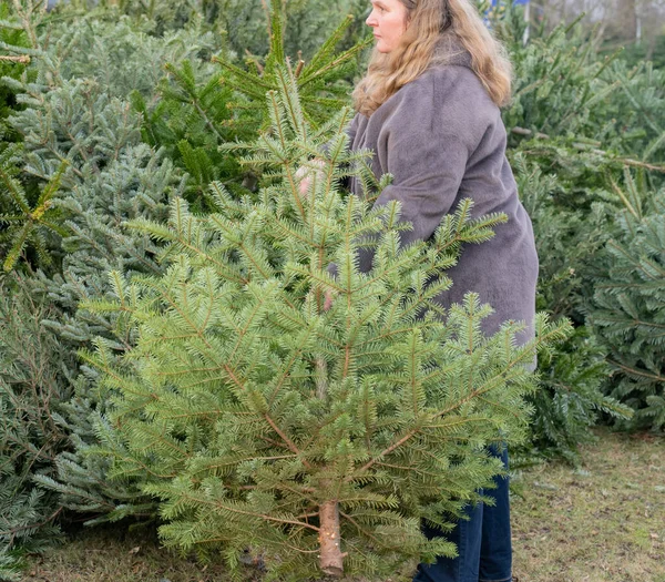 女性はクリスマスパーティーの後にクリスマスモミの木をダンプ — ストック写真