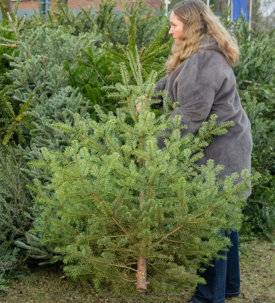 女性はクリスマスパーティーの後にクリスマスモミの木をダンプ — ストック写真