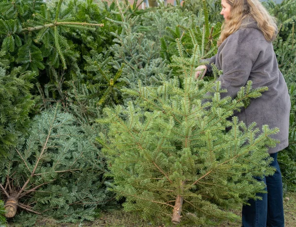 女性はクリスマスパーティーの後にクリスマスモミの木をダンプ — ストック写真