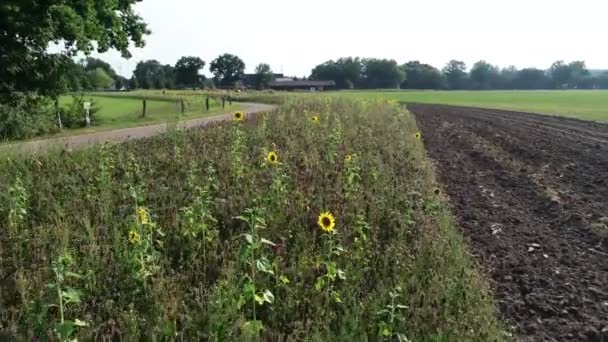 Bloemenstroken Met Zonnebloemen Aan Randen Van Velden Zijn Bedoeld Bijen — Stockvideo