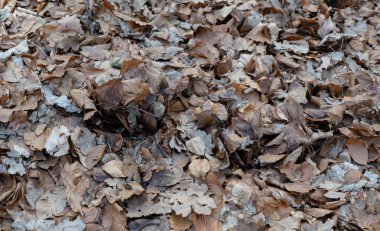 Sonbahar yaprakları ormanda yatıyor. Arka plan olarak fotoğraflanmış.