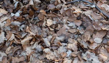 Sonbahar yaprakları ormanda yatıyor. Arka plan olarak fotoğraflanmış.