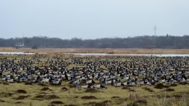 Rast Und Überwinterungsgebiet Für See Oder Schleiergänse Wedeler Marsch Bei — Stockvideo