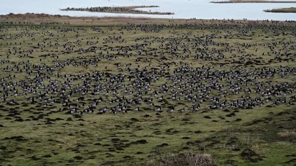 Resting Wintering Area Barnacle Geese Barnacle Geese Wedeler Marsch Hamburg — Stok Video