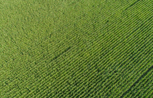 Drones Vista Aérea Vários Campos Agrícolas — Fotografia de Stock