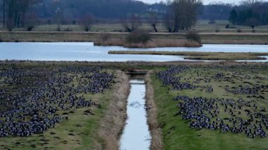 Hamburg yakınlarındaki Wedeler Marsch 'ta kaya midyesi ya da kaya midyesi kazları için dinlenme ve kışı geçirme alanı.