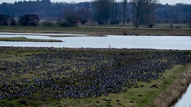 Rast Und Überwinterungsgebiet Für See Oder Schleiergänse Wedeler Marsch Bei — Stockvideo