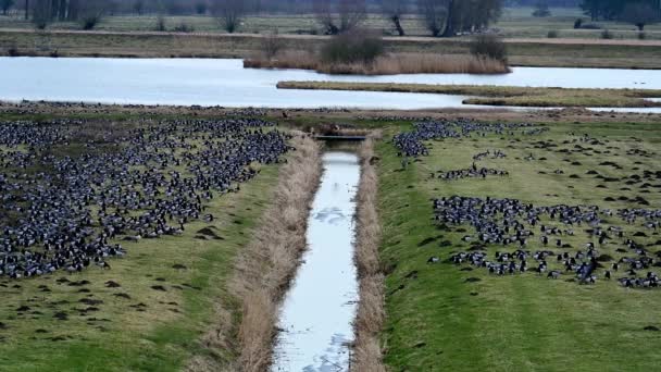 Rast Und Überwinterungsgebiet Für See Oder Schleiergänse Wedeler Marsch Bei — Stockvideo