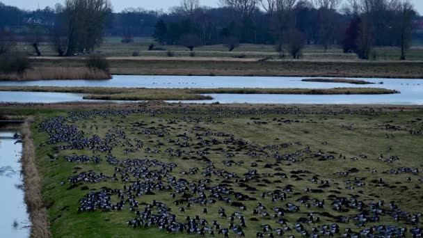 Zona Descanso Invernada Para Los Gansos Barnacla Los Gansos Barnacla — Vídeo de stock