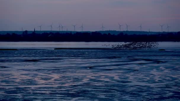 Hamburg Yakınlarındaki Wedeler Marsch Kaya Midyesi Kaya Midyesi Kazları Için — Stok video