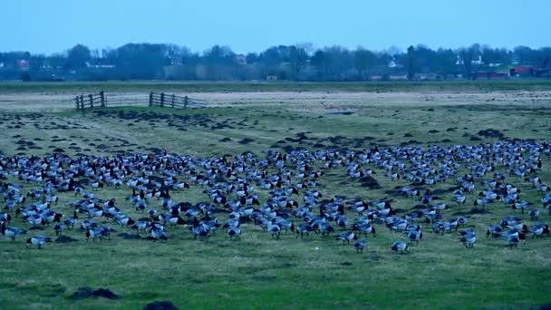 Rast Und Überwinterungsgebiet Für See Oder Schleiergänse Wedeler Marsch Bei — Stockvideo