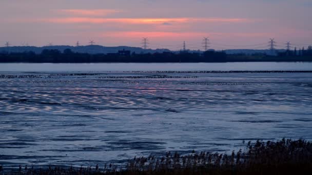 Rast Und Überwinterungsgebiet Für See Oder Schleiergänse Wedeler Marsch Bei — Stockvideo