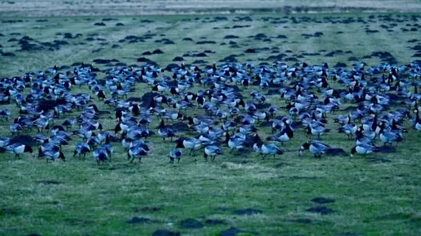 Rast Und Überwinterungsgebiet Für See Oder Schleiergänse Wedeler Marsch Bei — Stockvideo