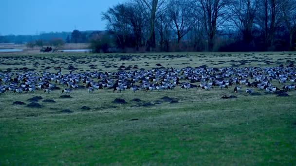 汉堡附近威勒马什的藤壶鹅或藤壶鹅休息和过冬区 — 图库视频影像