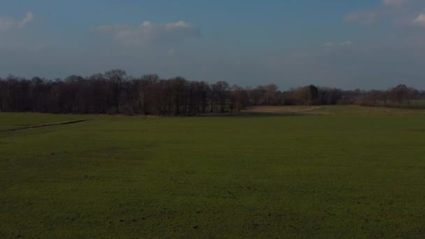 Herten Rennen Een Groene Weide Hun Schuilplaats — Stockvideo