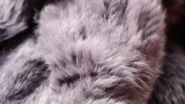 Luxury Purple Gray Rabbit Fur Background — Stock Video