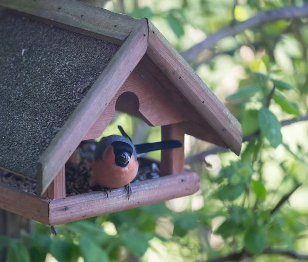 Bullfinch sits in a bird house and feeds on sunflower seeds