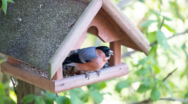 Bullfinch sits in a bird house and feeds on sunflower seeds