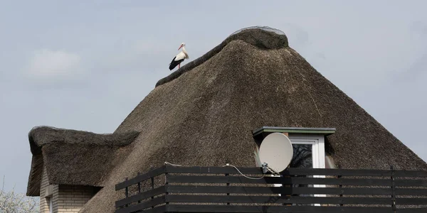 White Stork Stands Roof Residential Building — Stock Photo, Image