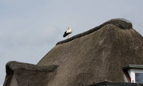 White Stork Stands Roof Residential Building — Stock Photo, Image