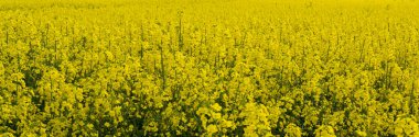 Kolza tohumu yoğun sarı bir alanda çiçek açar.