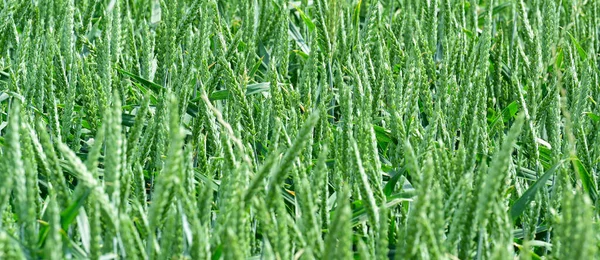 Graanveld Met Graansoort Gerst — Stockfoto