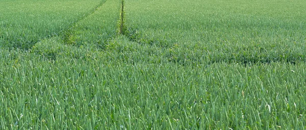 Grain Field Grain Type Barley — Stock Photo, Image