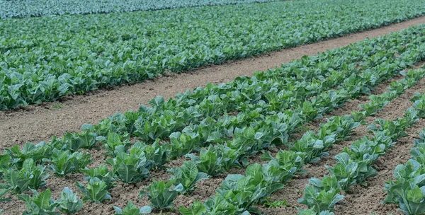 Cabbage Fields Red Cabbage White Cabbage Cauliflower Plants — Stock Photo, Image