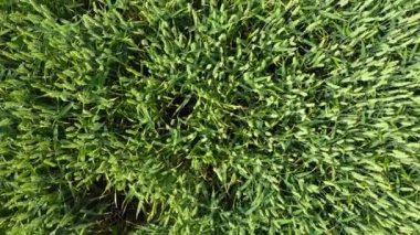 Buğday arpalı tahıl tarlası