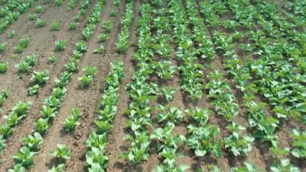 Koolvelden Met Rode Kool Witte Kool Bloemkool Planten — Stockvideo