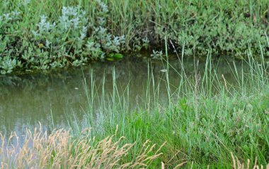 Wadden Denizi 'ndeki gelgit deresi Sankt Peter-Order' daki Kuzey Denizi kıyısında kumlu bir plajın önünde.