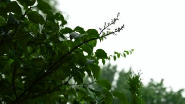 Yazın sağanak yağmur ve sağanak yağmur