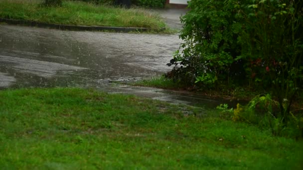 Lluvias Fuertes Lluvias Verano — Vídeo de stock