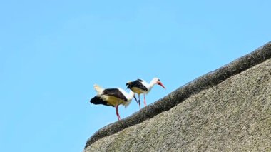 Beyaz leylek bir yerleşim yerinin çatısında duruyor.