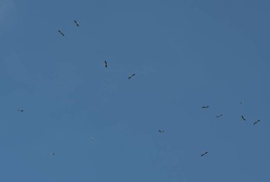 Havada dönüp yiyecek arayan beyaz leylekler.