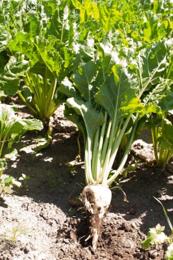 Şeker pancarı alan sonbahar için