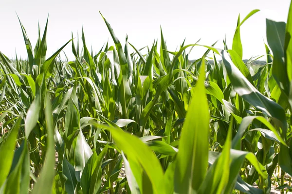 Corn plant variety — Stock Photo, Image