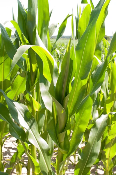 Corn plant variety — Stock Photo, Image