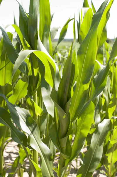Corn plant variety — Stock Photo, Image