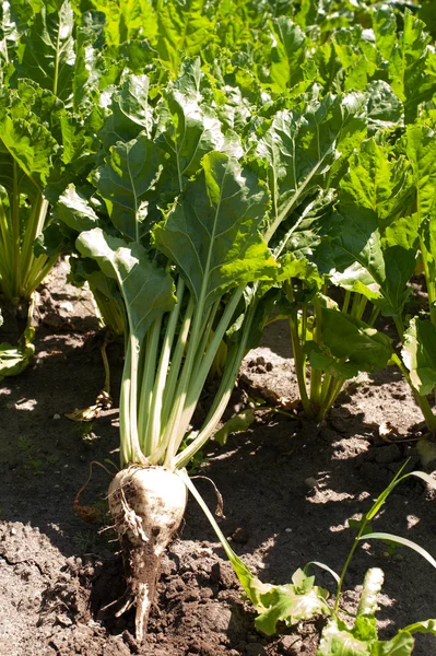 Şeker pancarı alan sonbahar için