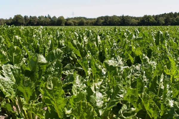 Sugar beet field for autumn — Stock Photo, Image