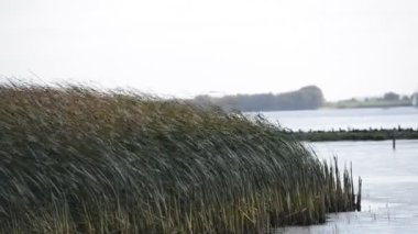 Sazlık River Elbe üzerinde