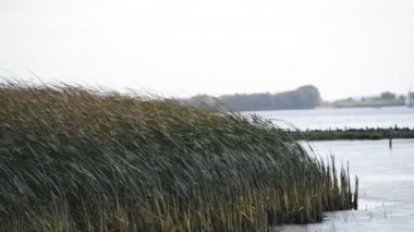 Sazlık River Elbe üzerinde